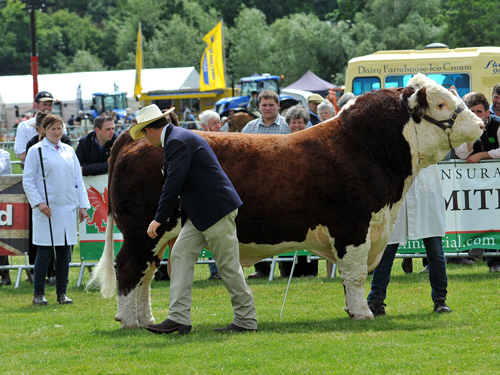 2015 National Hereford Show judge, PJ Budler, assessing Haven Hotspur, who he made Senior Male and Res. Overall Male Champion.
