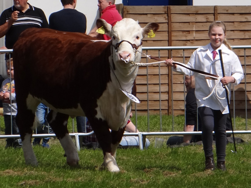 Beth leading Pulham Princess Pansy 3rd at Hadleigh Show 2015