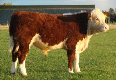 Hereford Bulls For Sale - Pulham Hector