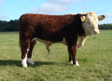 Hereford Bulls For Sale - Pulham Herald