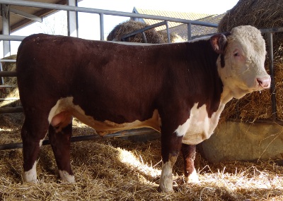 Hereford Bulls For Sale - Pulham Kelso