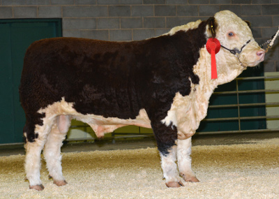 Hereford Bulls For Sale - Pulham Miracle