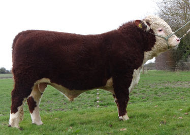 Hereford Bulls For Sale - Pulham Nimrod
