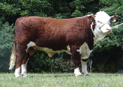 Hereford Bulls For Sale - Pulham Northern Star