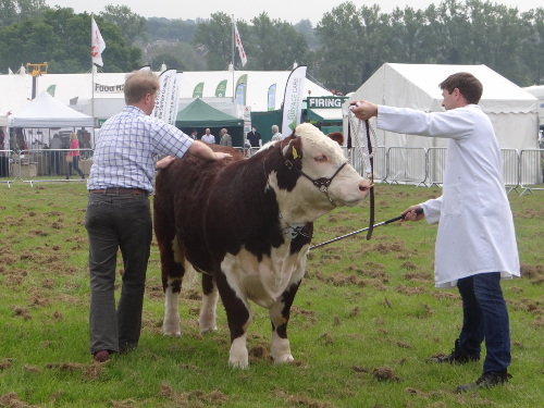 Judge Kris Stevenson assessing Pulham King Kong his Male and Reserve Supreme Champion at Hadleigh Show 2014