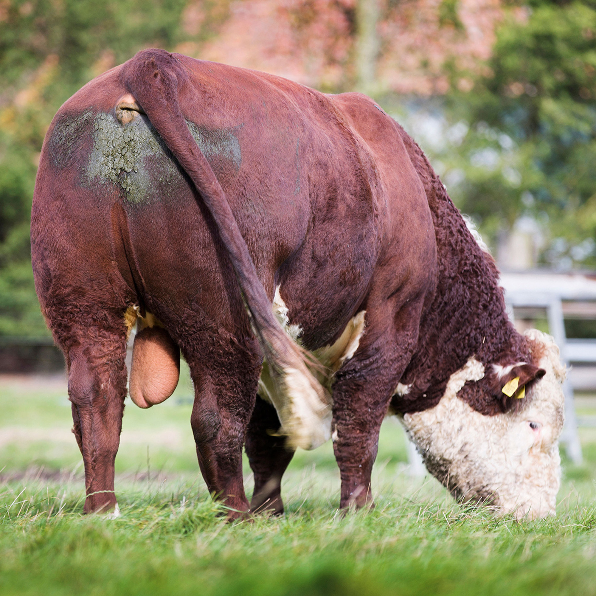 Pulham Herefords Sires Featured