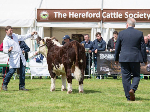 Philip, Pulham Powerhouse and judge Des Kelly at the National Hereford Show 2017