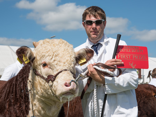 Philip and Pulham Norfolk, Natioanl Hereford Show 2016