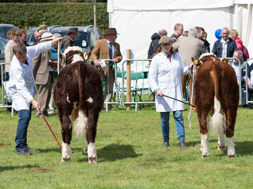 Philip with Pulham Powerhouse and Laura with Pulham Pleasure fighting it out for the Junior Bull Championship at the National Hereford Show 2017