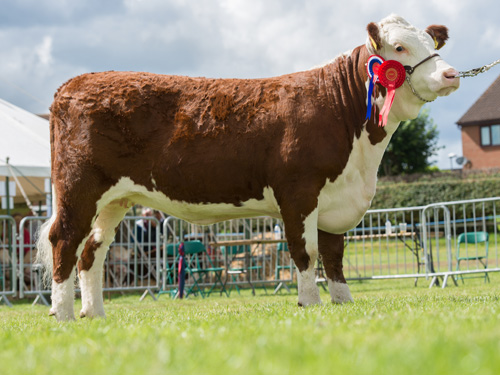 Pulham Blossom 19th, First and Intermediate Female Champion at the National Hereford Show 2017