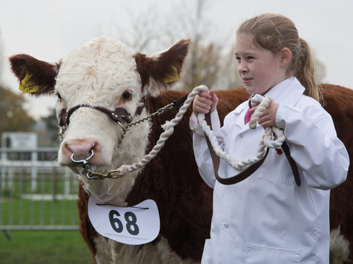 Pulham Diadem 1st with her handler Beth at Newark Calf Show 2015