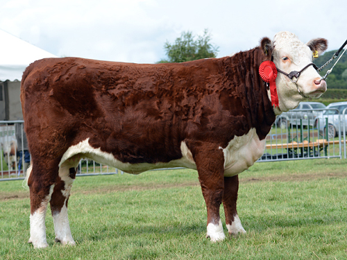 Pulham Hazel 8th first National Hereford Show 2014