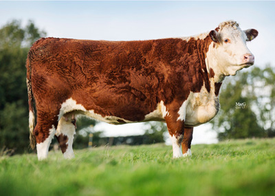 Pulham Herefords - Border Pansy G39