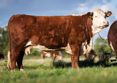 Pulham Herefords - Clipston Pansy J562
