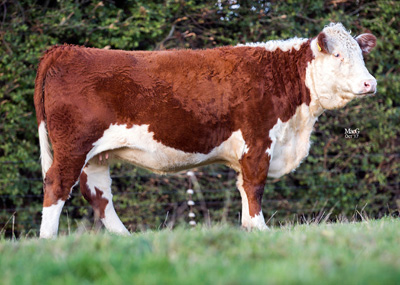 Pulham Herefords - Clipston Pansy T3