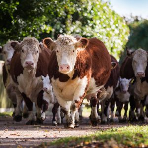Pulham Herefords Females Featured