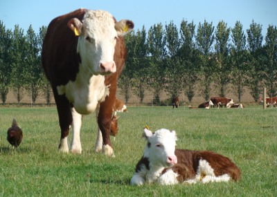 Pulham Herefords Females For Sale - 1