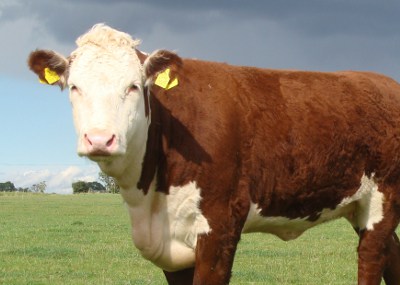 Pulham Herefords Females For Sale - 2