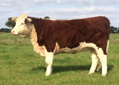 Pulham Herefords Females For Sale - 5