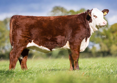 Pulham Herefords Females For Sale - Pulham 1 Starlet 6th