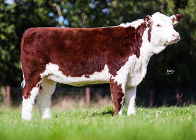 Pulham Herefords Females For Sale - Pulham Blossom 20th