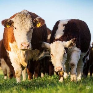 Pulham Herefords For Sale Featured