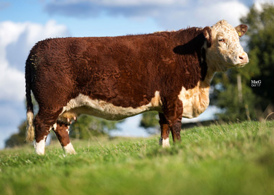 Pulham Herefords - Lowesmoor 1 Curly 758