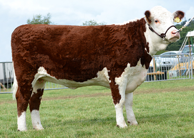 Pulham Herefords - Pulham Pansy 2nd