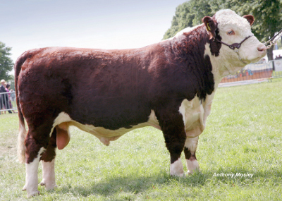 Pulham Herefords Sires - Pulham King Kong