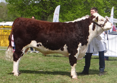 Pulham Herefords Sires - Trillick Knockout