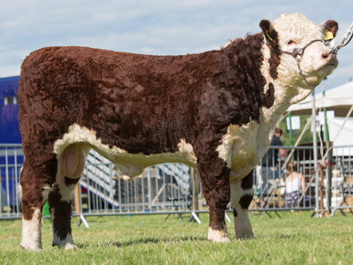 Pulham Northern Lights, Junior Male Champion National Hereford Show 2016