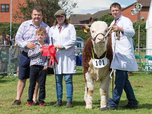 Pulham Pleasure with Philip and Laura at the National Hereford Show 2017