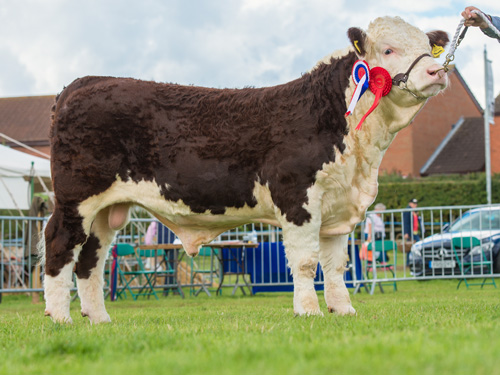 Pulham Powerhouse, First and Junior Bull Champion at the National Hereford Show 2017