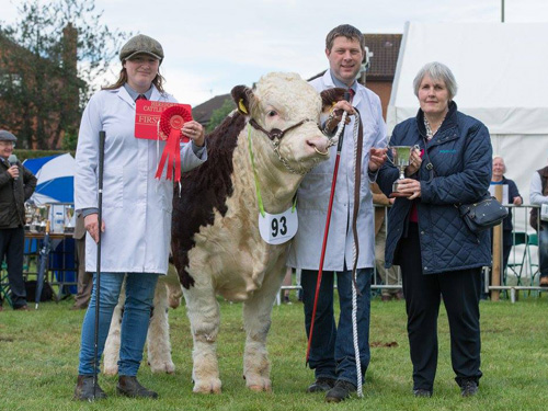 Pulham Powerhouse with Philip and Laura at the National Hereford Show 2017