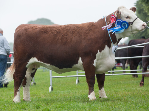 Pulham Princess Pansy 4th, First and Res. Female Champion at Royal Norfolk Show 2017