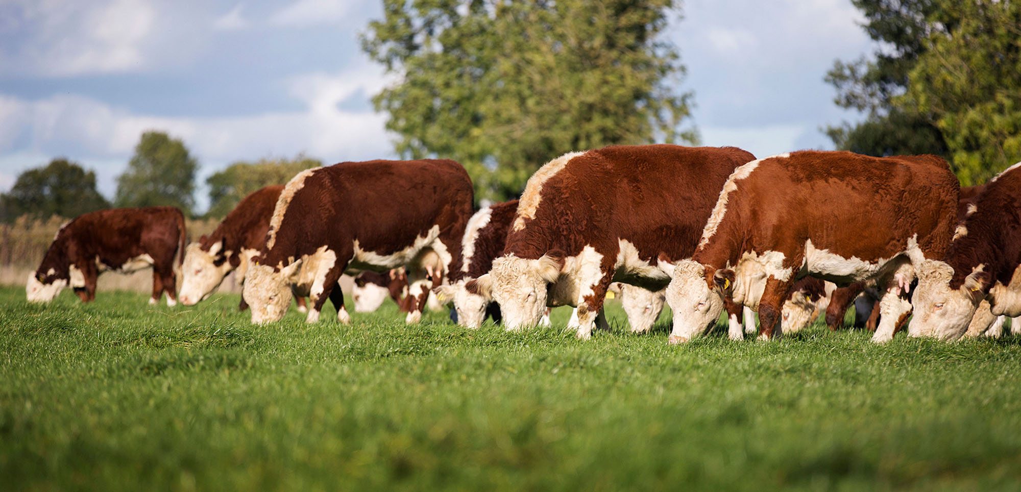Pulham Herefords