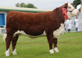 Romany cattle introduced to our polled herd