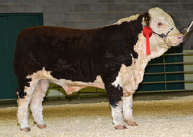 First prize at the National Calf Show, Shewsbury